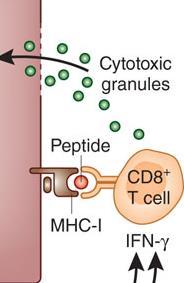 5 Kb Pre-C/C mrna ριβόςωμα P P Pre-C Core ΜΕΣΑΦΡΑΗ HBcAg HBV Υποδοχζασ Συνυποδοχζασ Ζκδυςθ Μεταφορά ςτον πυρινα 2.