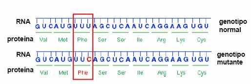 Mutación silenciosa ou neutra: o cambio da base implica a codificación do mesmo aminoácido e a proteína non se modifica.
