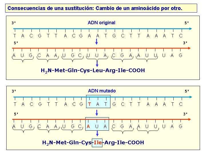 Consecuencia dunha substitución: cambio dun aminoácido por