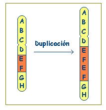 nucleótidos.