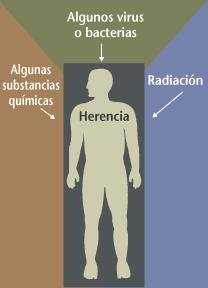 Mutacións inducidas Axentes mutáxenos: a) Físicos: radicacións ionizantes (raios X, radiación α, β e γ da desintegración radiactiva) e radiacións non ionizantes (raios ultravioletas: UVA e UVB).