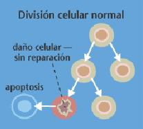 Se só ten lugar un aumento do crecemento dun grupo de células no lugar onde normalmente se atopan,