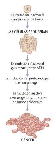 O cancro tende a implicar mutacións múltiples Comunmente, o cancro xurde debido á