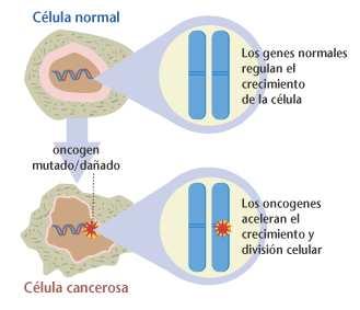 MUTACIÓNS EN PROTOONCOXENES Os protooncogenes codifican a producción de