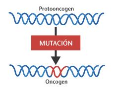 Sen embargo, os oncoxenes codifican versións alteradas (ou cantidades