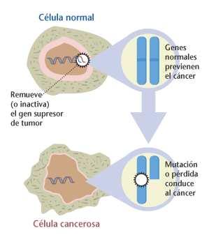 MUTACIÓNS EN XENES SUPRESORES DE TUMORES Os xenes supresores de tumor son unha familia de xenes normais que ordenan ás células a producir
