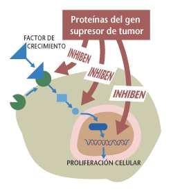Os xenes supresores de tumor actúan como os freos dun automóbil.