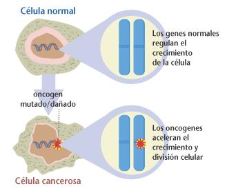 MUTACIÓNS EN PROTOONCOXENES Os protooncogenes codifican a producción de