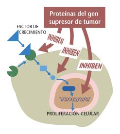 Os xenes supresores de tumor actúan como os freos dun automóbil.