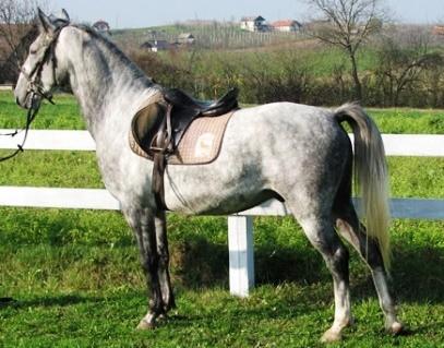 66. Neid peetakse aristokraatideks hobuste hulgas ning nende aretamist alustati juba 16. sajandil. Eriti hinnatud on nad koolisõiduhobustena (kuulsaim treeningkeskus asub Viinis).