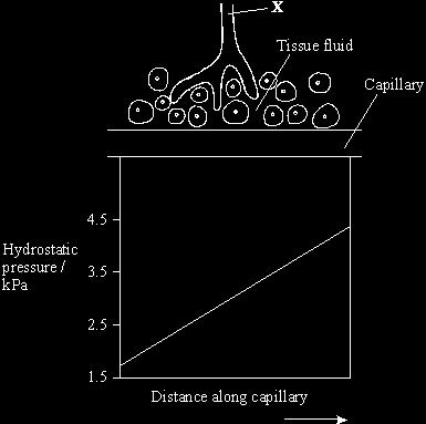 Q10. The diagram shows vessels in a small piece of tissue from a mammal. The chart shows the hydrostatic pressure of the blood as it flows through the capillary.