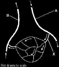 Q3. The diagram shows some blood vessels in muscle tissue. (a) (i) Which type of blood vessel is X? Name two substances which are at a higher concentration in the blood at A than in the blood at B. 1.