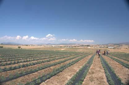 ΠΑΡΑΚΟΛΟΥΘΗΣΗ ΚΑΛΛΙΕΡΓΕΙΑΣ ΚΡΙΤΑΜΟΥ (ΛΑΚΚΩΜΑ ΧΑΛΚΙΔΙΚΗΣ) ΣΚΟΠΟΣ: Ανάπτυξη πρωτοκόλλου λίπανσης Εγκατάσταση: Ιούνιος 2012 Έκταση: 19,5 στρ. Πυκνότητα φύτευσης: 2.500 φυτά/ στρ.