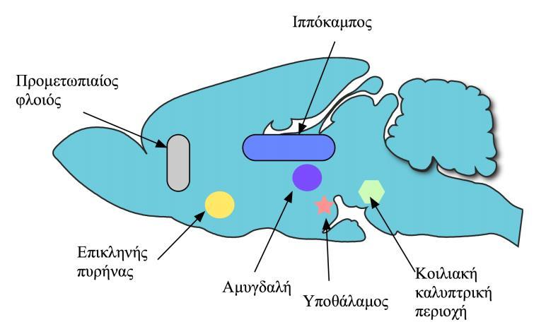 Σύστημα ανταμοιβής Ανταμοιβή είναι η διαδικασία με την οποία ορισμένες συμπεριφορές ενισχύονται ως ανταπόκριση σε ένα συγκεκριμένο περιβαλλοντικό ερέθισμα που δημιουργεί