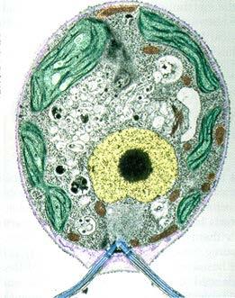 Capaces de crecer y reproducirse Contienen la misma molécula