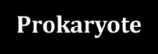 Diferencias entre Prokaryote y Eukaryote Prokaryote Eukaryote