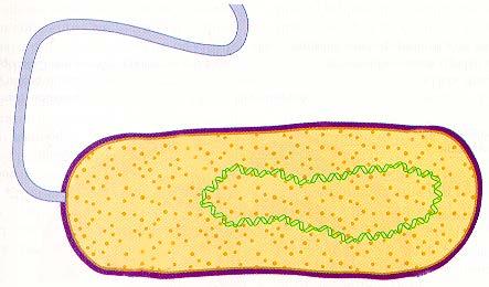 citoplasmática Peptidoglicano