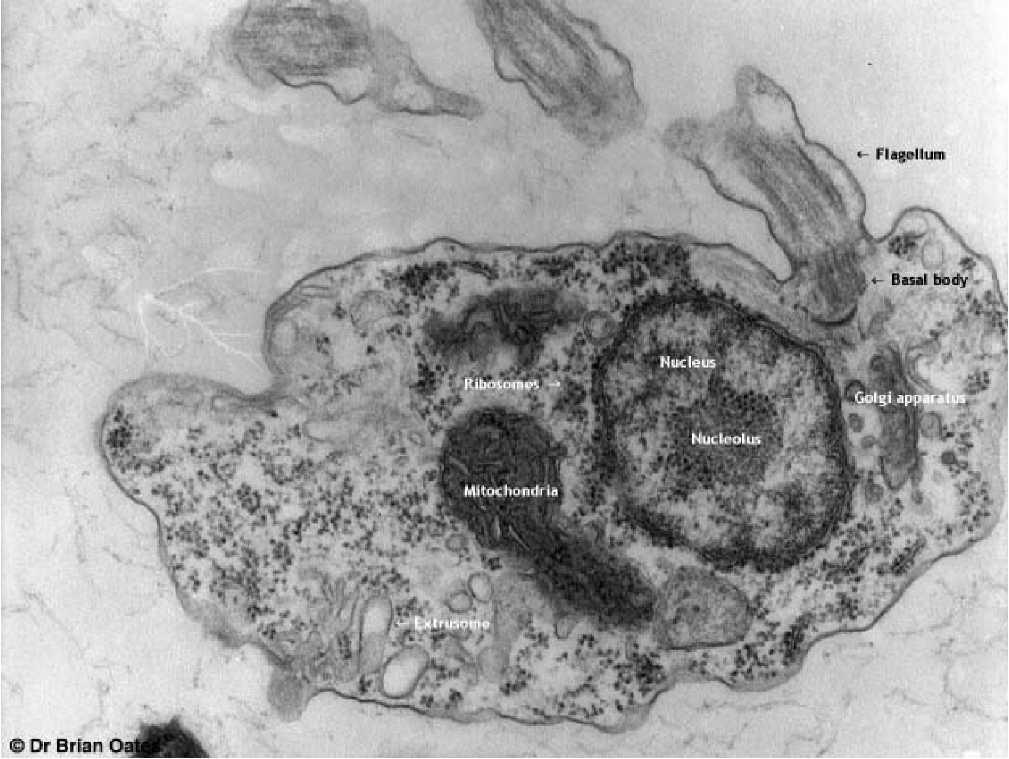 ..) z ovojem celična membrana notranjost celice - citoplazma: vakuola jedro površinski nitasti