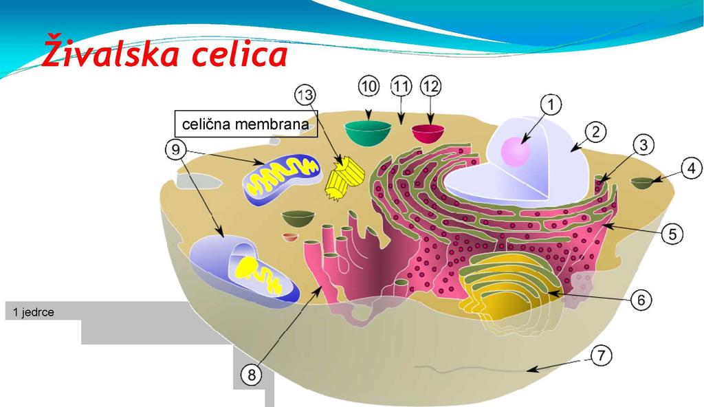 ŽIVALSKA CELICA 1. jedrce 2. jedro 3. ribosom 4. vezikel 5. zrnati endoplazmatski retikulum (ER) 6. Golgijev aparat (GA) 7.