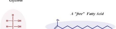 MAŠČOBE (LIPIDI) Hidrofobne (netopne v vodi) biomolekule R in Ž izvora: C, H, O