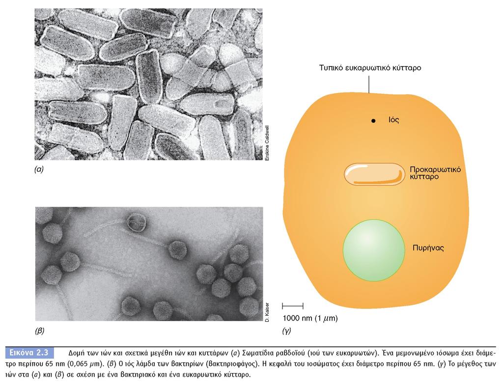 BIOΛOΓIA TΩN MIKPOOPΓANIΣMΩN ΠANEΠIΣTHMIAKEΣ EKΔOΣEIΣ KPHTHΣ 31