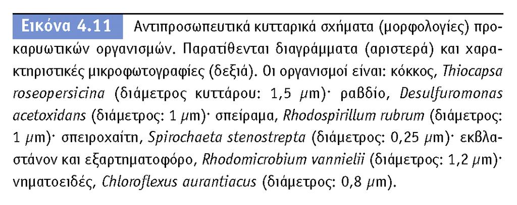 Τα σφαιρικά διαιρούνται προς κάθε επίπεδο και διακρίνονται σε διπλόκοκκους, τετράκοκκους, σαρκίνες, στρεπτόκοκκους και σταφυλόκοκκους.