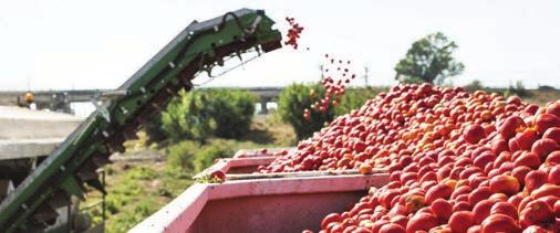 Ωστόσο η αντιµετώπισή της Tuta αbsoluta, λόγω του ότι: διαθέτει µεγάλo αναπαραγωγικό δυναµικό και σύντοµο βιολογικό κύκλο, έχει ικανότητα να επιτίθεται σε κάθε όργανο του φυτού σε όλα τα στάδια