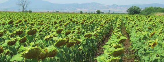 Στην περίπτωση της αντικατάστασης, ο παραγωγός πρέπει να είναι πολύ προσεκτικός, καθώς απαιτείται τελείως διαφορετική προσέγγιση στη διαχείριση, από τις καλλιεργητικές πρακτικές έως και την εµπορική