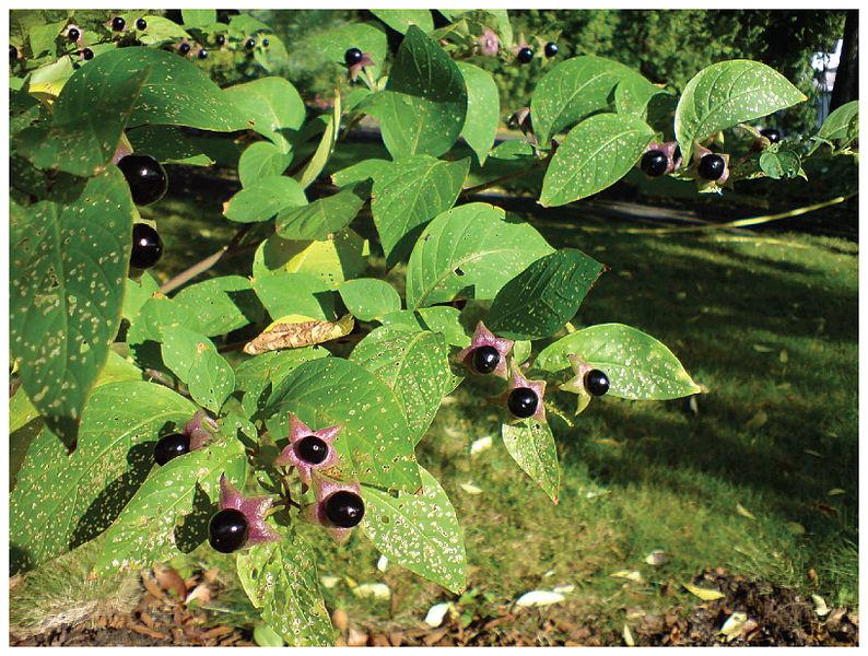 Atropa belladona OpenStax College irudia CC lizentziarekin Pixabayen argitaratua.