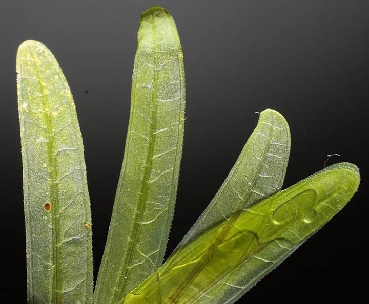 farinosum