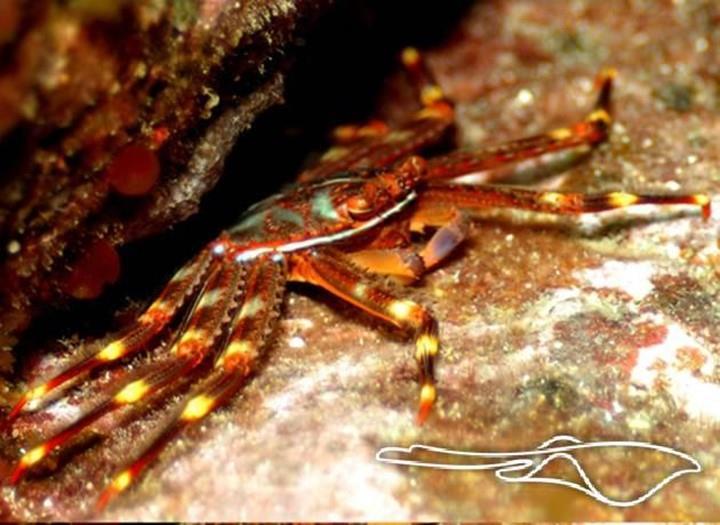 vanicolensis