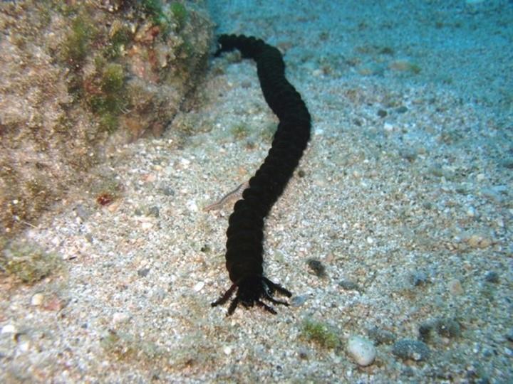 τα προστατευόμενα είδη-