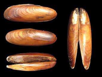 4 Lithophaga