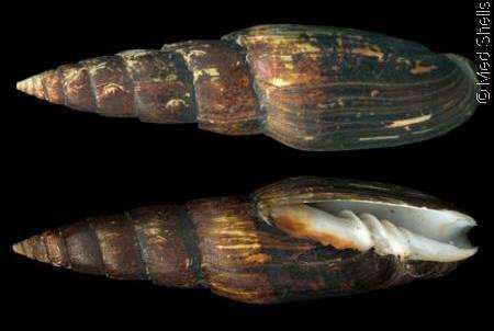 dactylus -
