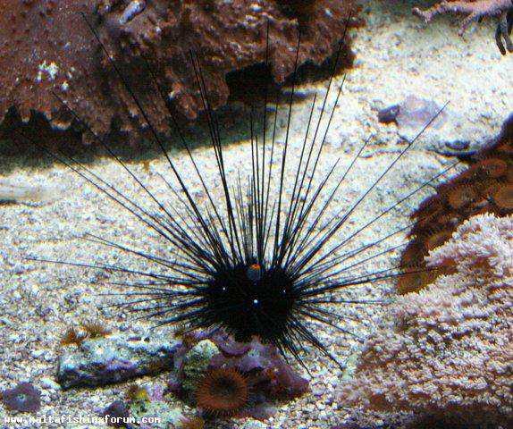 longispinus -