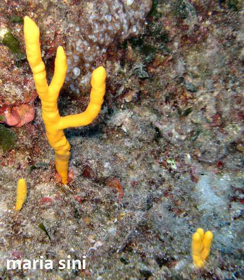 Axinella