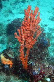 2.14 Axinella