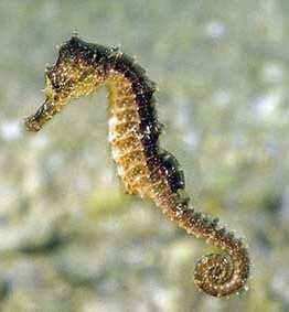 hippocampus