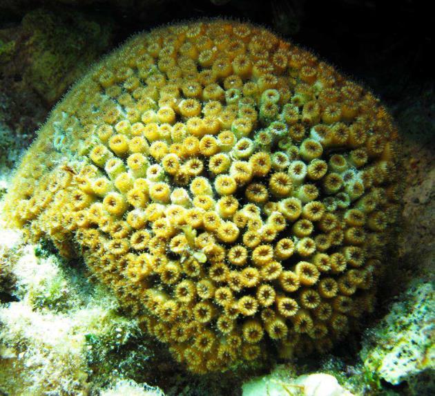 2.17 Cladocora