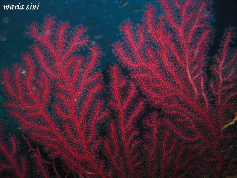 2.20 Paramuricea clavata