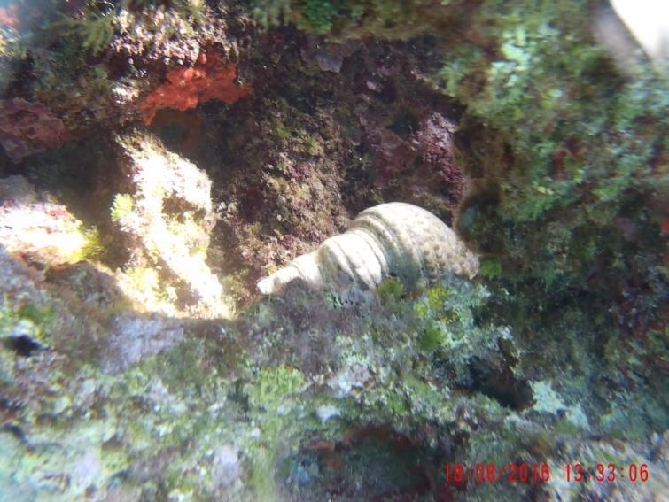 3.5 Charonia