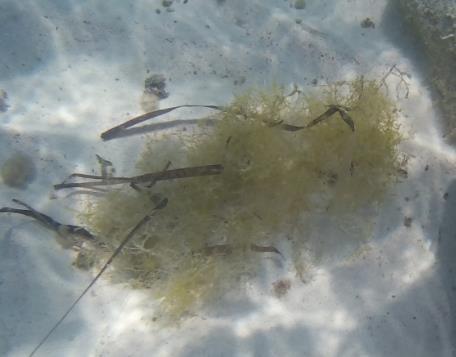 3.8 Lophocladia lallemandii,