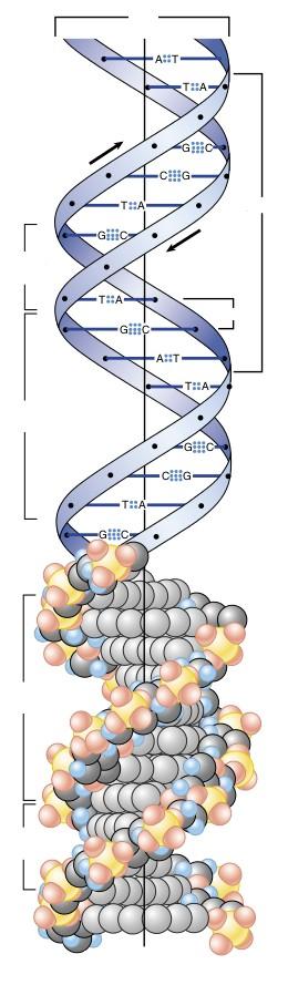 2 nm Structura tridimensională a ADN-ului Scheletul moleculei este reprezentat de catenele cu legături fosfodiesterice ce formează un dublu helix spre