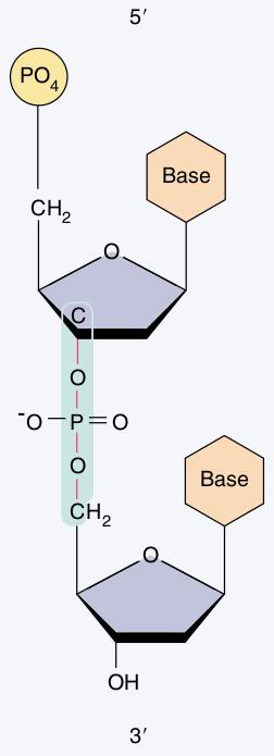 Structura primară a ADN-ului Între gruparea -PO4 de pe carbonul 5 (poziția 5') al unei nucleotide și gruparea -OH de pe carbonul 3 (poziția 3') al altei nucleotide se poate elimina o moleculă de apă