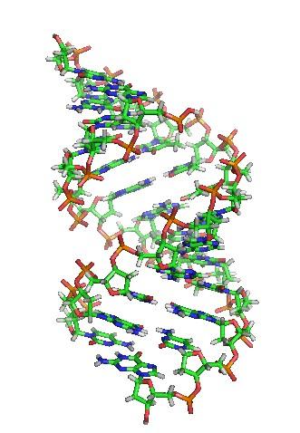 C. Molecular structure of nucleic acids: