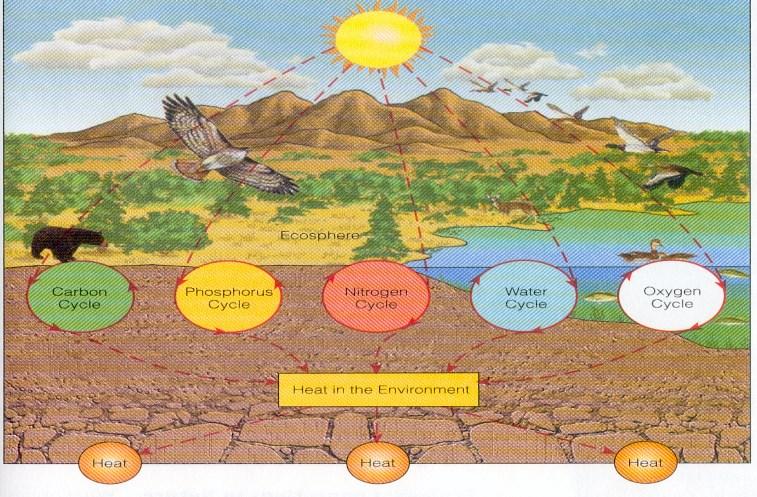 Η μονόδρομη ροή της ενέργειας & η ανακύκλωση των στοιχείων (Βιογεωχημικοί κύκλοι ) Ροή της Ενέργειας στα οικοσυστήματα λειτουργεί με βάση θεμελιώδεις φυσικούς νόμους της Θερμοδυναμικής Κύκλος του