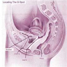 התכווצות שרירי הנרתיק בזמן אורגזמה g-spot מיתוס או מציאות? הדגדגן הנמצא בקיר קדמי של הנרתיק.