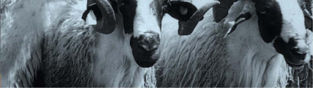 φυλής Χίου Βελτίωσε την απόδοση σε γαλακτοπαραγωγή των προβατίνων 1 Είχε