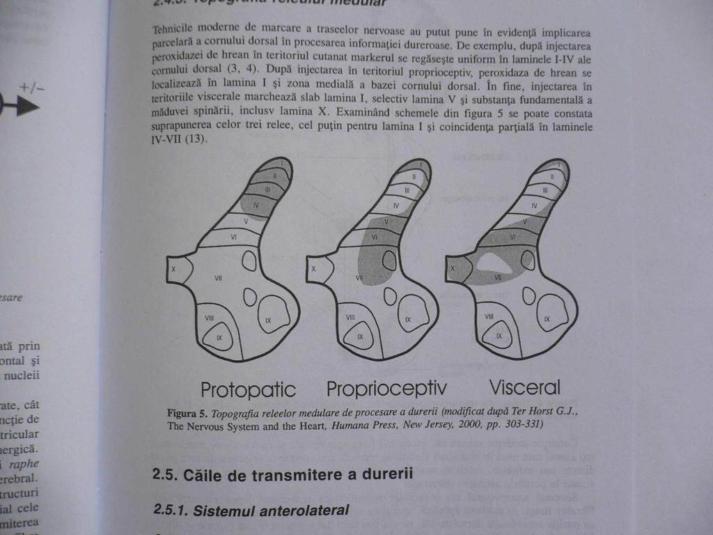 Etapa medulara Etapa medulara Substanta P rec