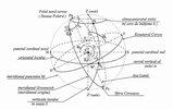 Fig.3.1. Puncte,direc ii i elemente ale sferei cere ti Principalele puncte, cercuri, axe si plane ale sferei cere ti sunt: Centrul sferei ceresti - ochiul observatorului.